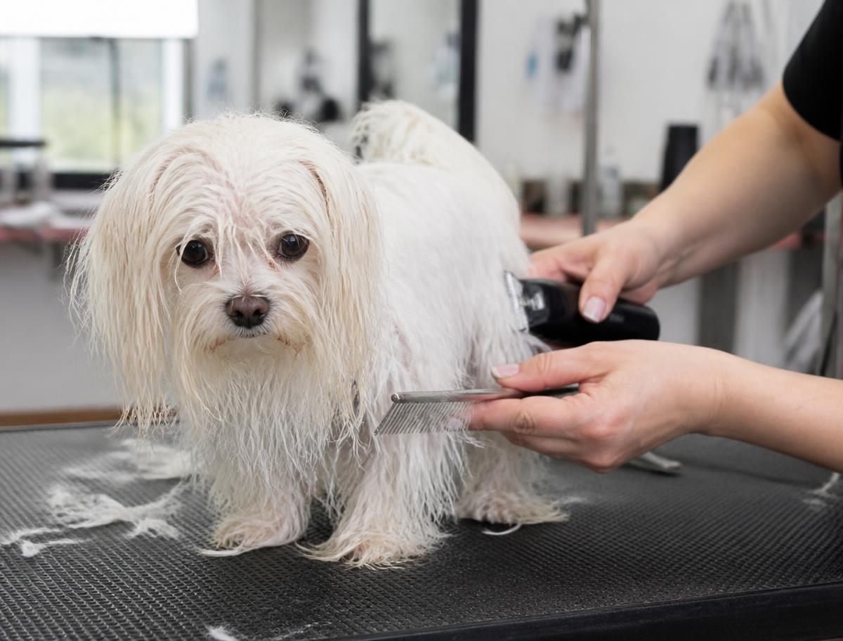 Perro pequeño en sesión de estética
